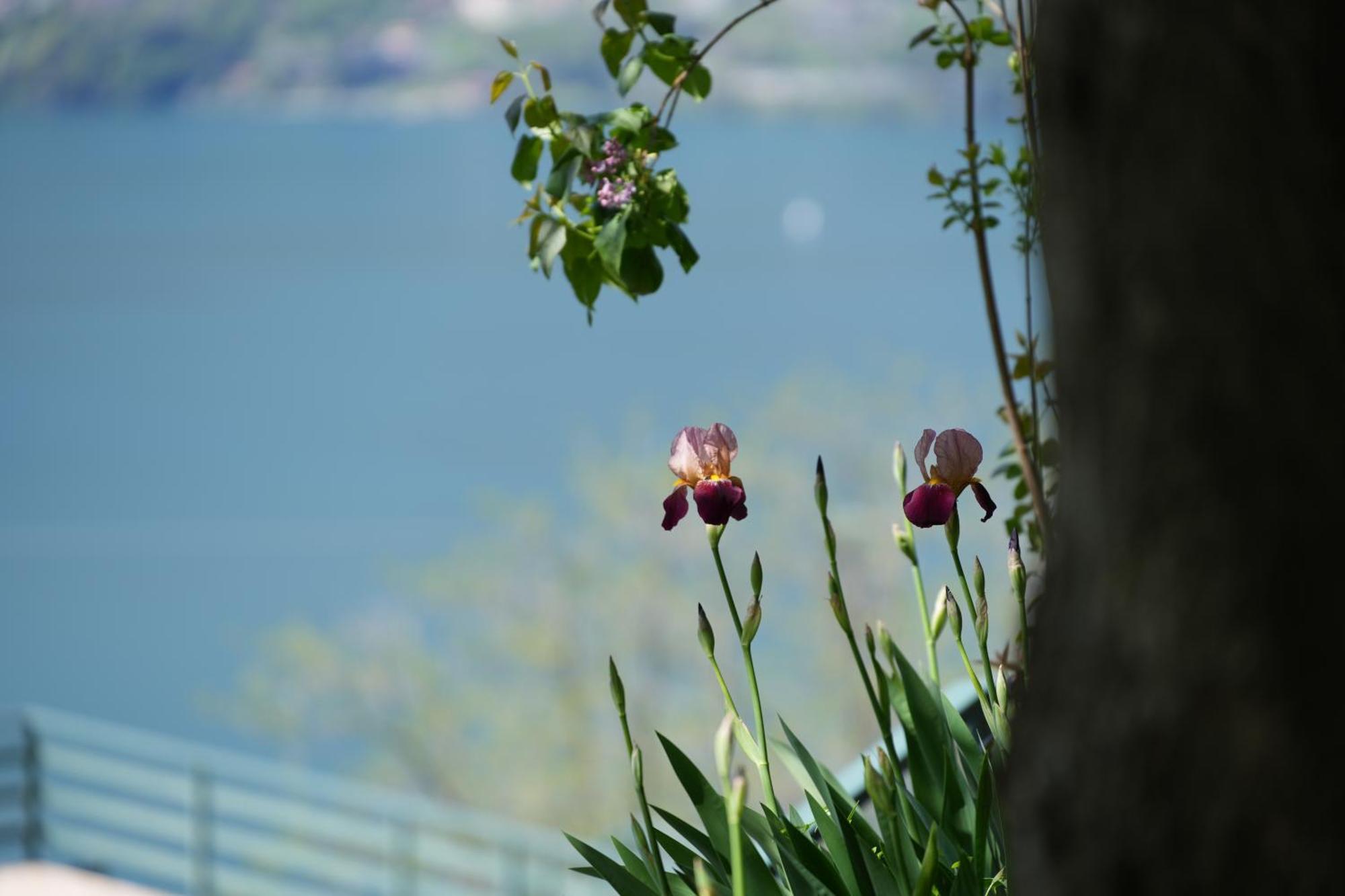 Appartamento Welcomely - Casa Porta Di Cielo Dervio Esterno foto